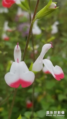 一花一世界??