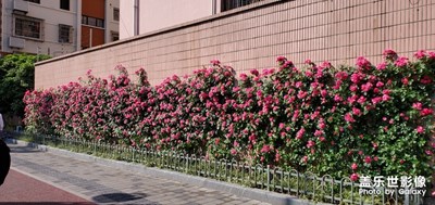 路上的鮮花墻