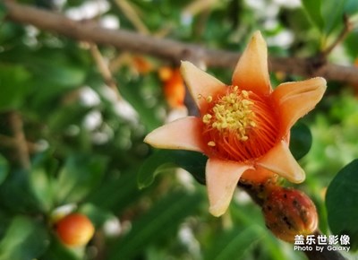 五月石榴花開紅似火