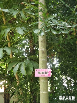 檳榔樹