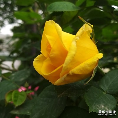難得糊涂