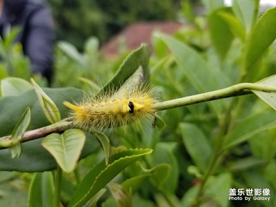 茶