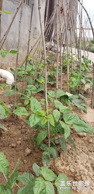 小菜園