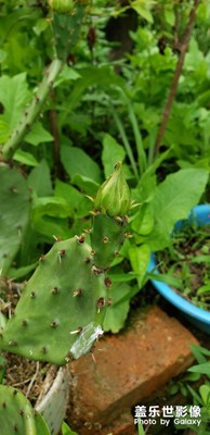 仙人掌開(kāi)花。