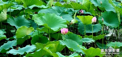 南京玄武湖荷花，三星s10
