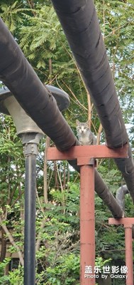 一只小區(qū)管道里的貓