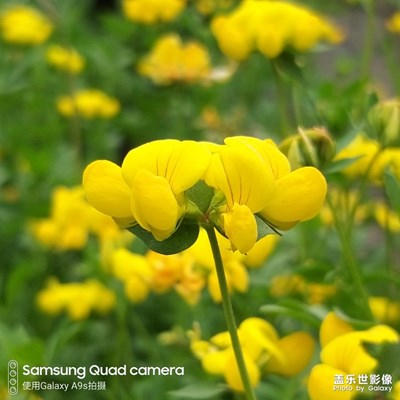 難得糊涂