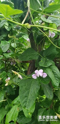 豆角花