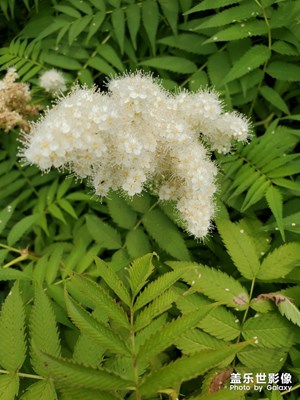 華北珍珠梅