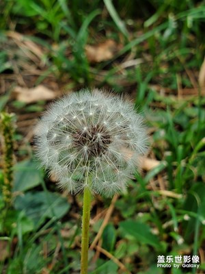 蓮花