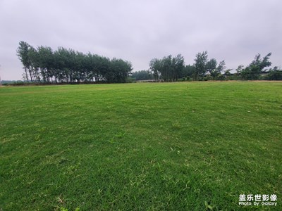 三種焦距中的綠草地