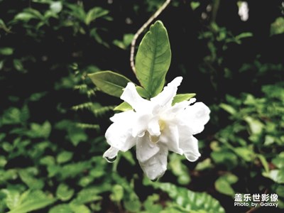 梔子花開