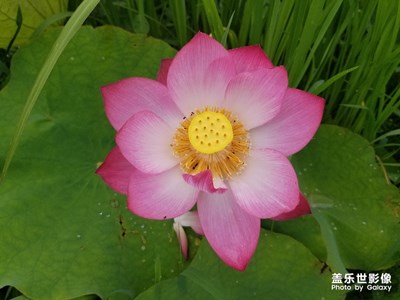 6月