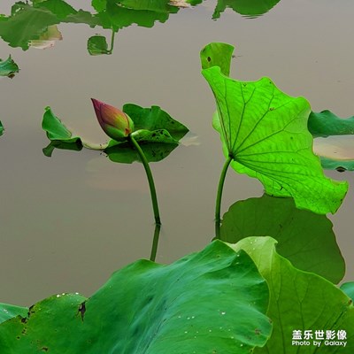 一池渾水，幾片殘荷。