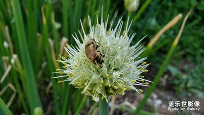 鄉(xiāng)間生活