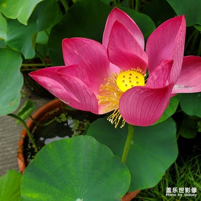 周末游成都杜甫草堂