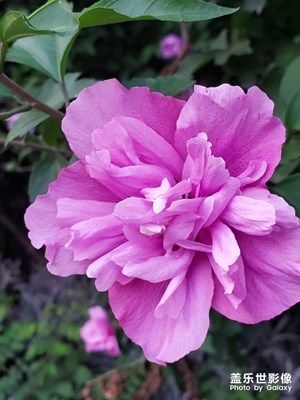 更新后相機沒有明顯提升，尤其是微距拍攝。