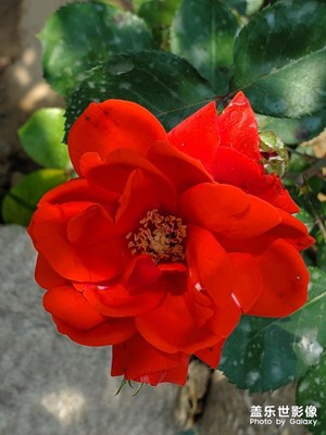 紅艷艷