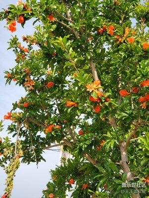 石榴花開的季節(jié)