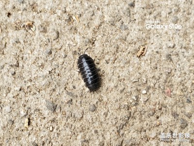 胖胖的西瓜蟲??