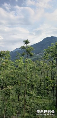 山上