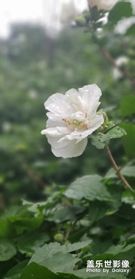 芙蓉