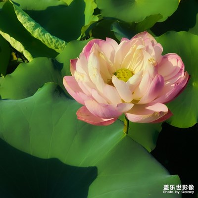 芙蓉仙子出水來