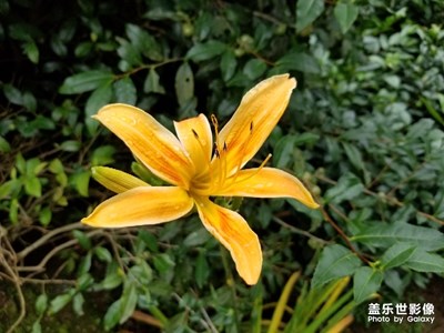 7月你好！
