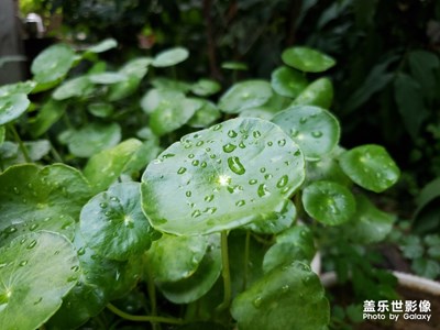 隨手拍+下雨了