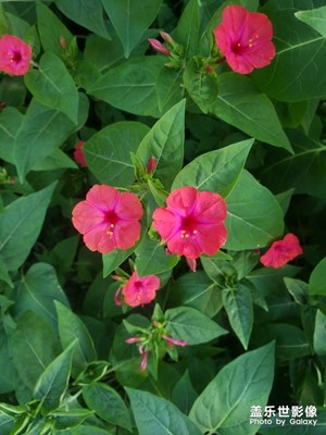 藍天，花，綠葉