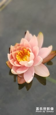 睡蓮