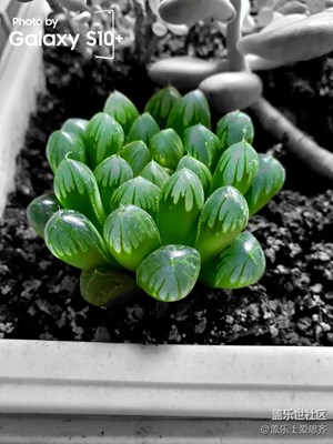 S10＋拍照焦點(diǎn)顏色功能很棒！