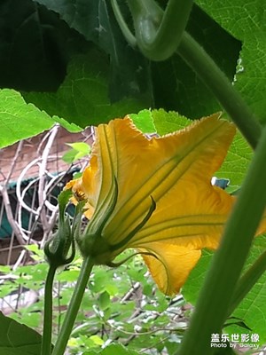 [盛夏光年]+盛夏的果實(shí)