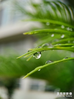 雨后的鐵樹