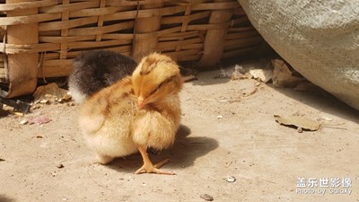 【家有萌寵】+小可愛