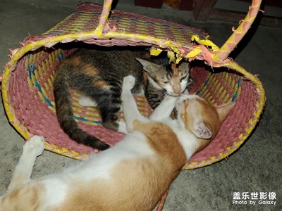 【家有萌寵】