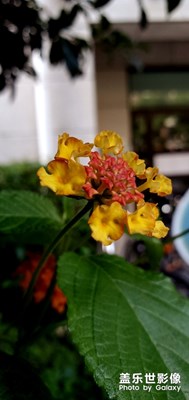 七月·圖集·敗花