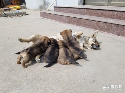 【家有萌寵】+我家的狗