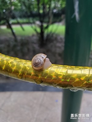 【家有萌寵】+我家蝸牛