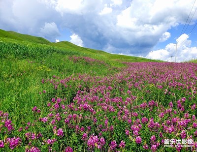【花開盛夏】+盛夏繁花