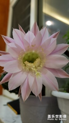 【花開盛夏】+身邊的花開