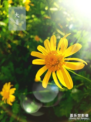 【花開(kāi)盛夏】+盛夏花開(kāi)