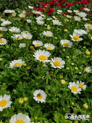 【花開盛夏】記錄美麗瞬間