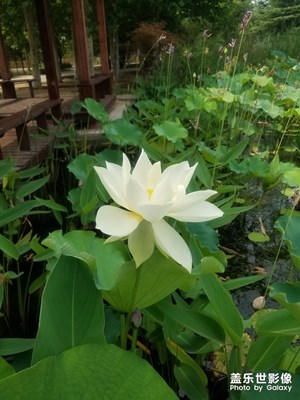 【花開盛夏】+荷花