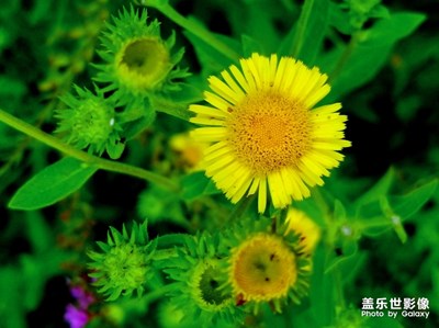 【花開(kāi)盛夏】＋旋覆花