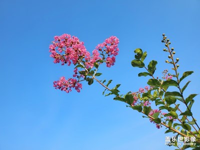 紫薇花開