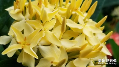 【花開盛夏】+花開有時