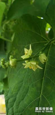 楊瓜花