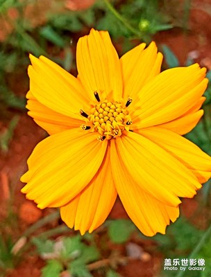 三星自帶修圖還是不錯(cuò)的