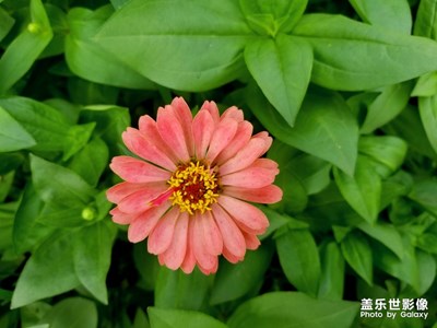 【花開(kāi)盛夏】＋百日花